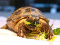/album/tortellini/torti-13-jpg/
